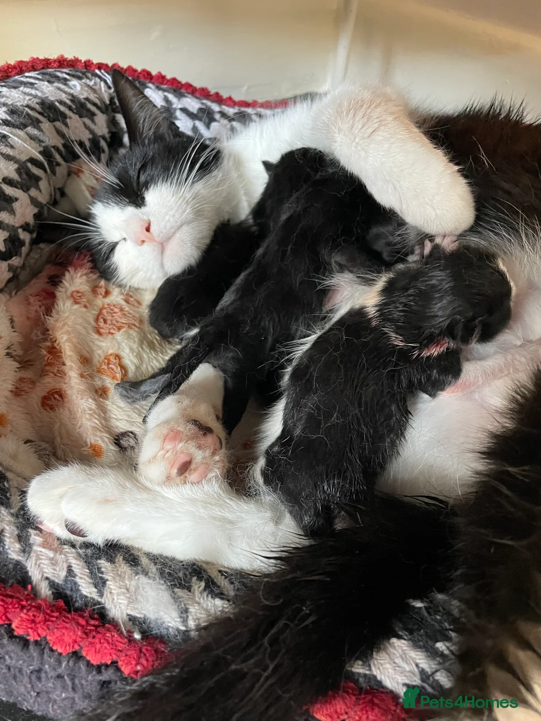 Mixed Breed cats for sale: Mixed breed kittens - Advert 2