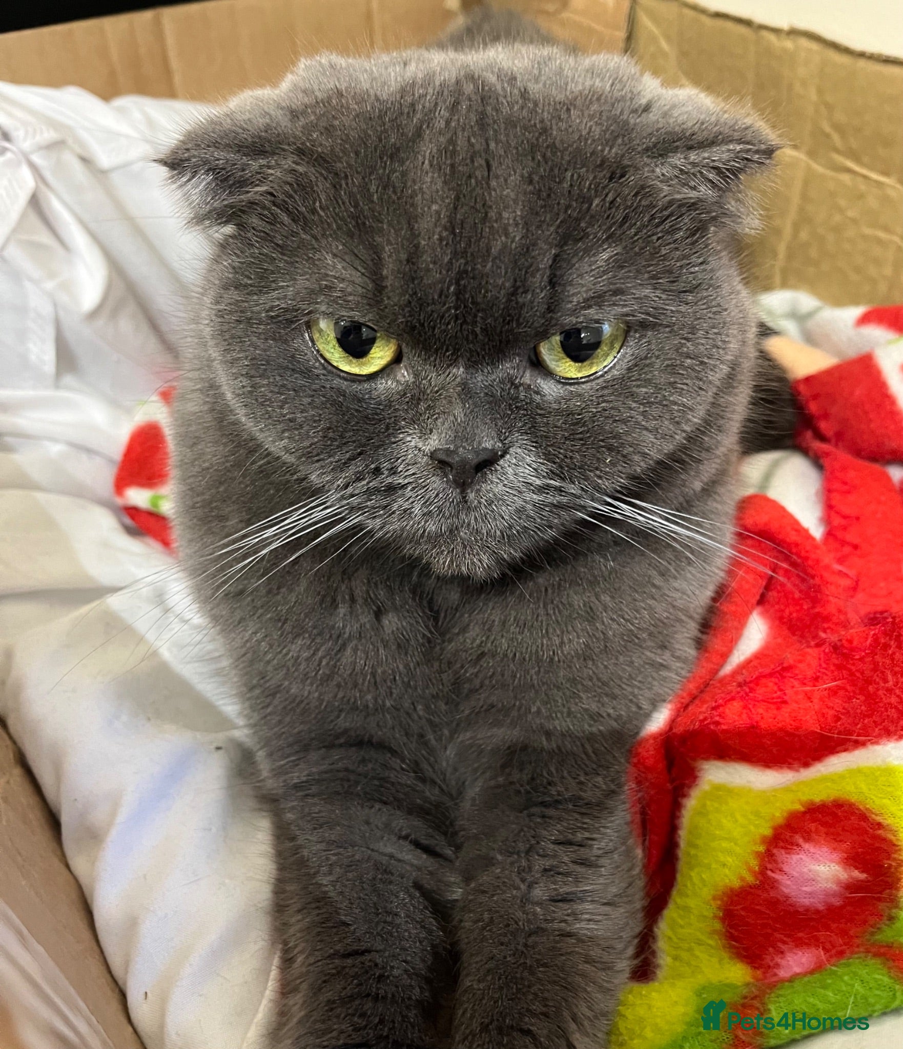 Scottish Fold cats 2 lovely adult Scottish Fold - Advert 4