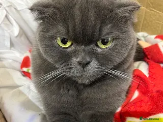 Scottish Fold cats 2 lovely adult Scottish Fold - Advert 1