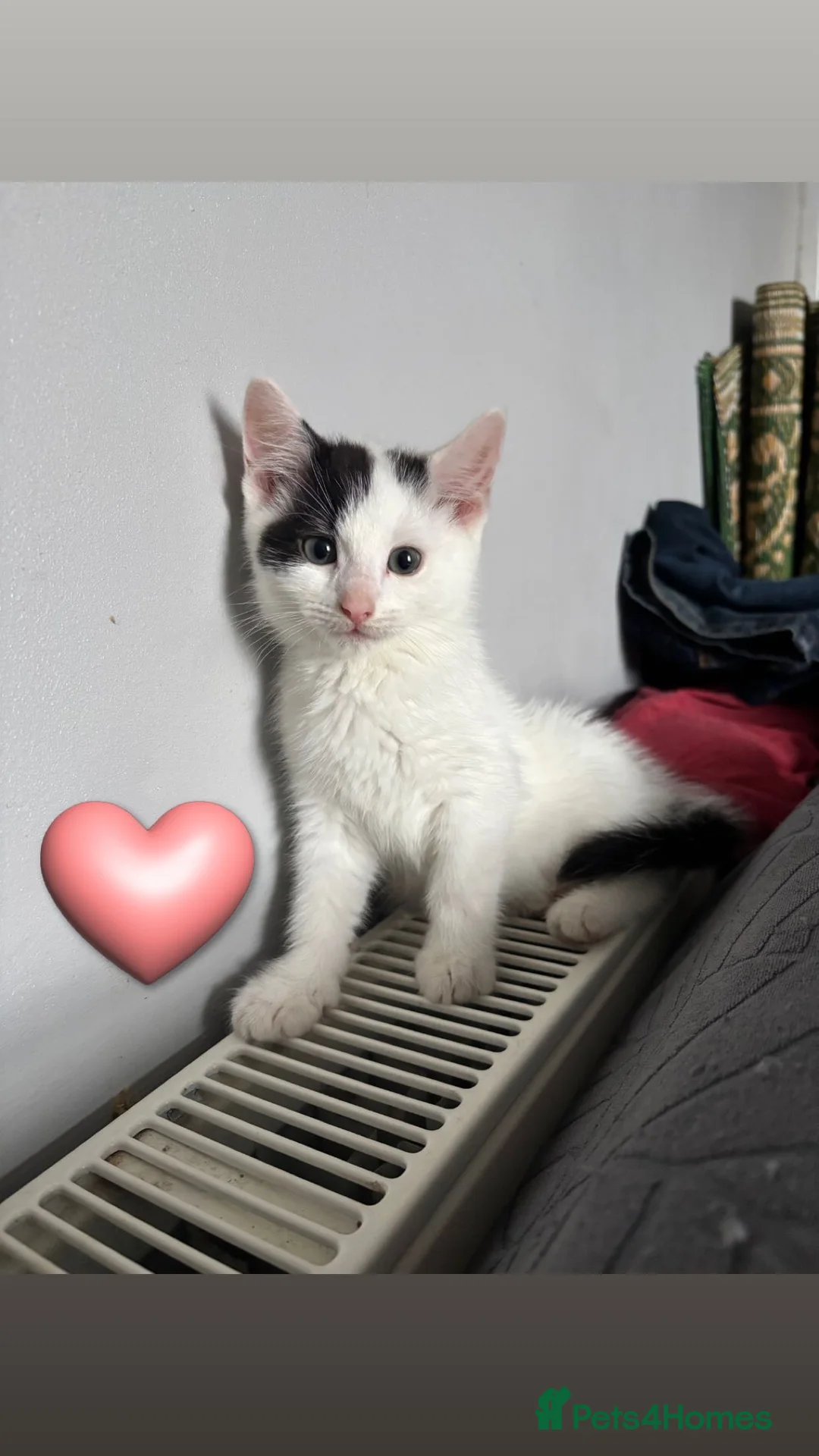 Turkish Angora cats for sale: Beautiful kittens ready to find a home  - Advert 2