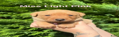 Miss Light Pink 