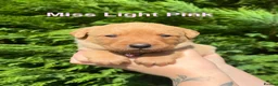 Labrador Retriever dogs for sale: GORGEOUS FOX RED LABRADOR FAMILY - Advert 9