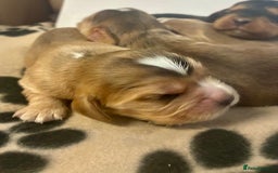 Cockalier dogs for sale: ✨ Beautiful Cockalier puppies ✨ - Image 8