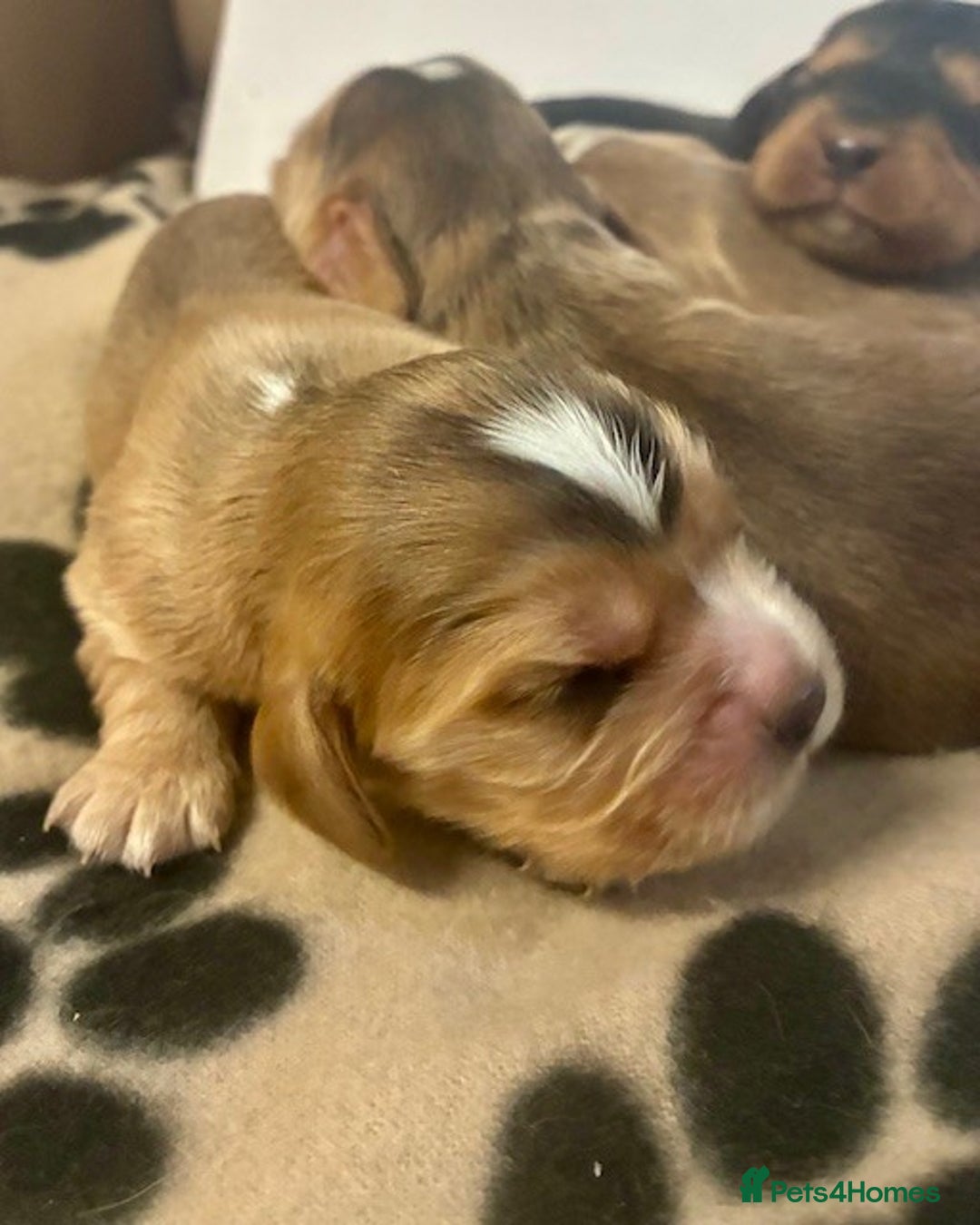 Cockalier dogs for sale: ✨ Beautiful Cockalier puppies ✨ - Image 8