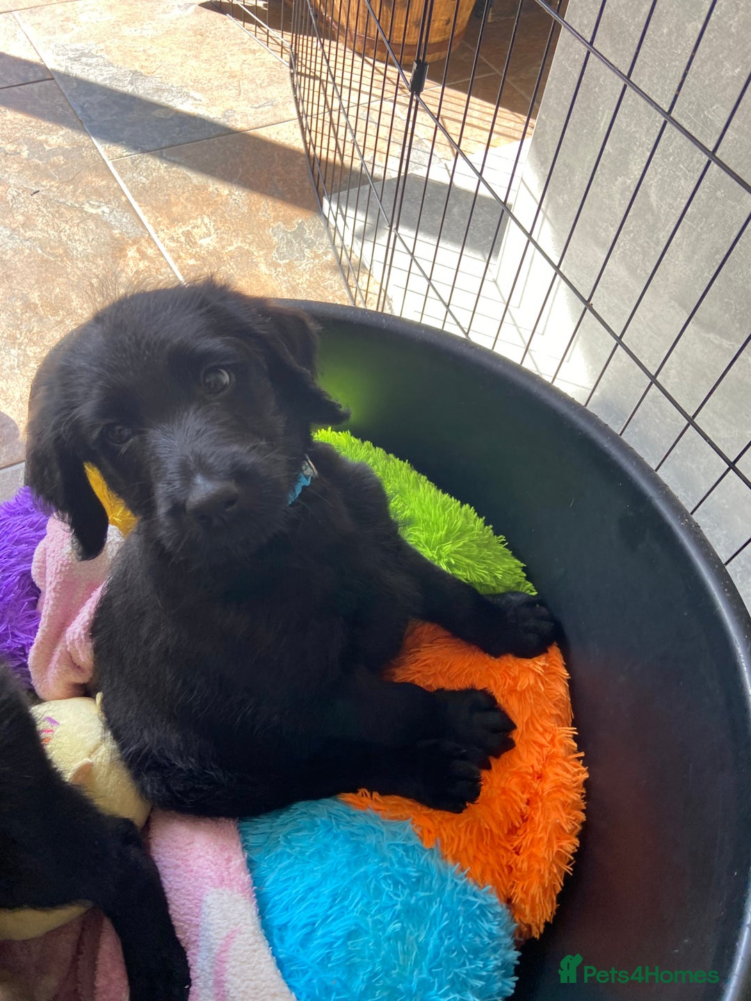 Labradoodle dogs for sale: F1 labradoodles  - Image 4