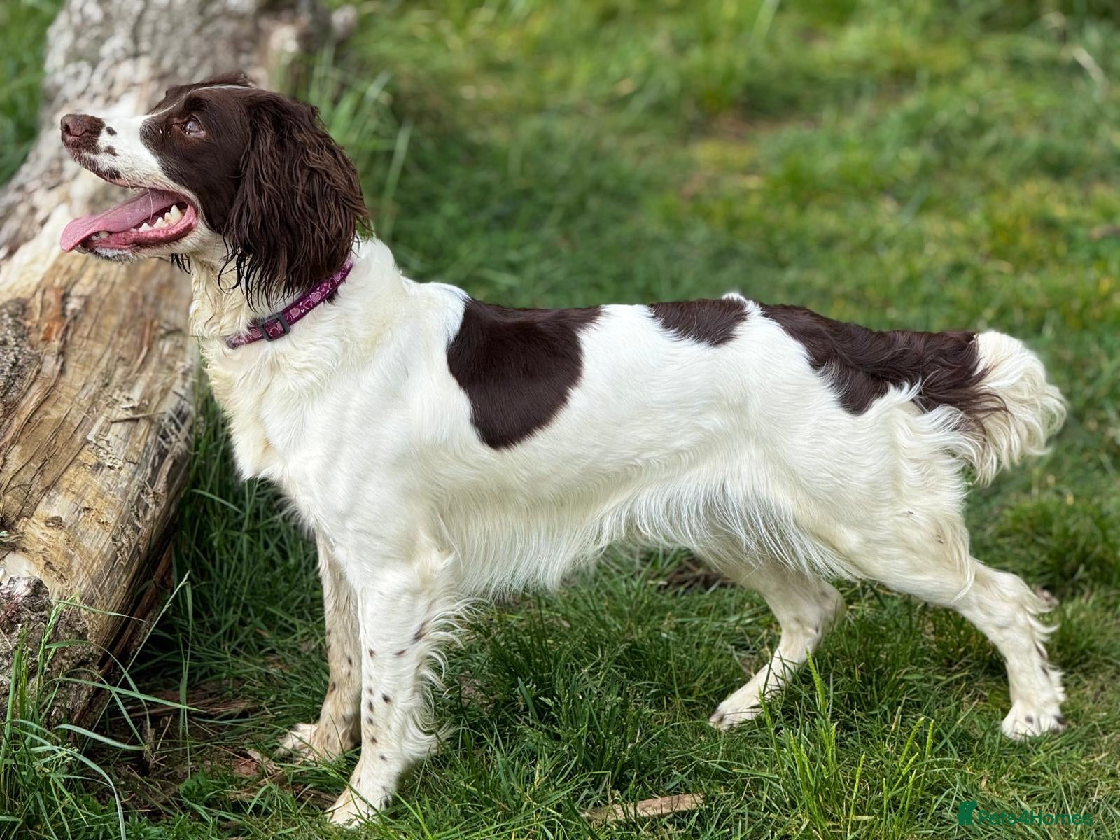 English Springer Spaniel dogs Inquisitive English Springer Spaniel Puppys KC Reg - Advert 6