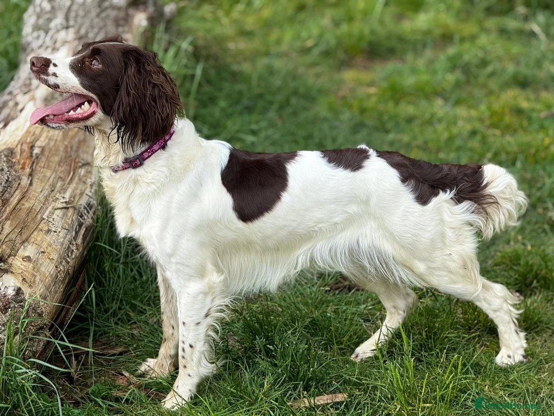 English Springer Spaniel dogs for sale: Inquisitive English Springer Spaniel Puppys KC Reg in Wellingborough - Advert 1