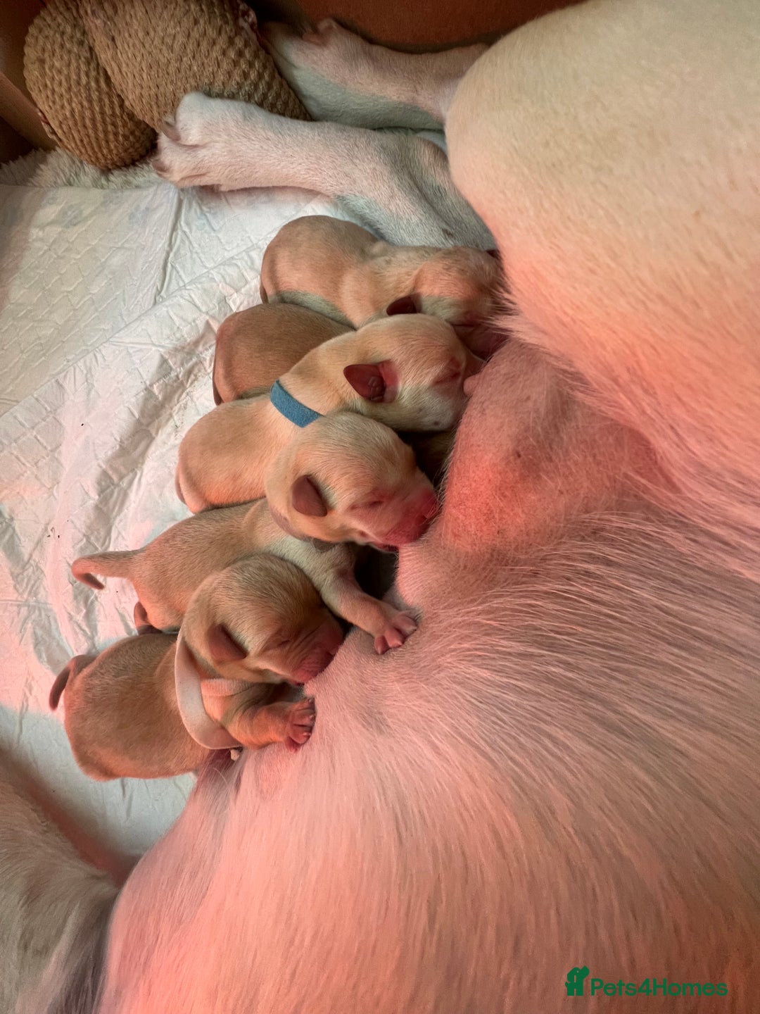 Labrador Retriever dogs for sale: Extensively health tested Labrador puppies - Image 12