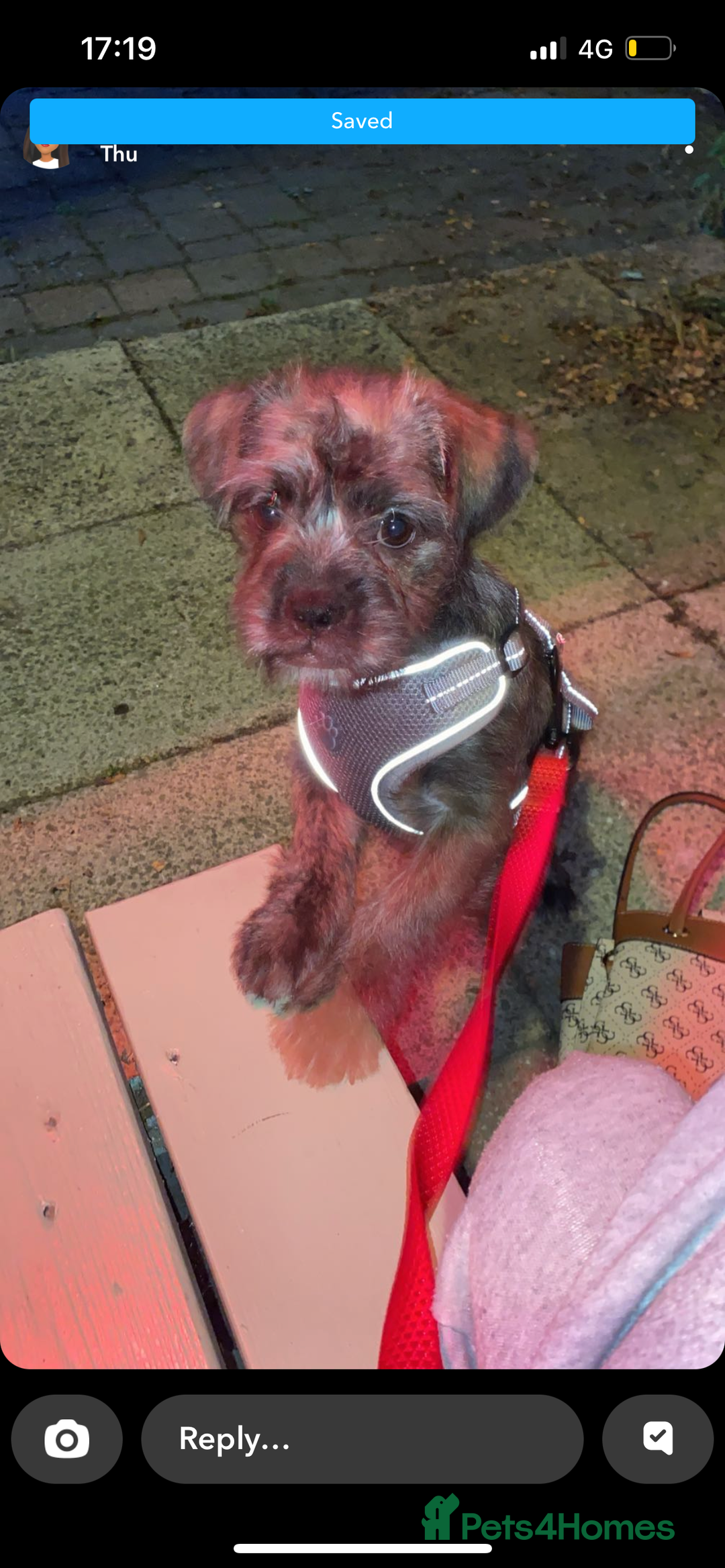 Mixed Breed dogs for sale: Girl Shihtzu cross breed  - Image 2