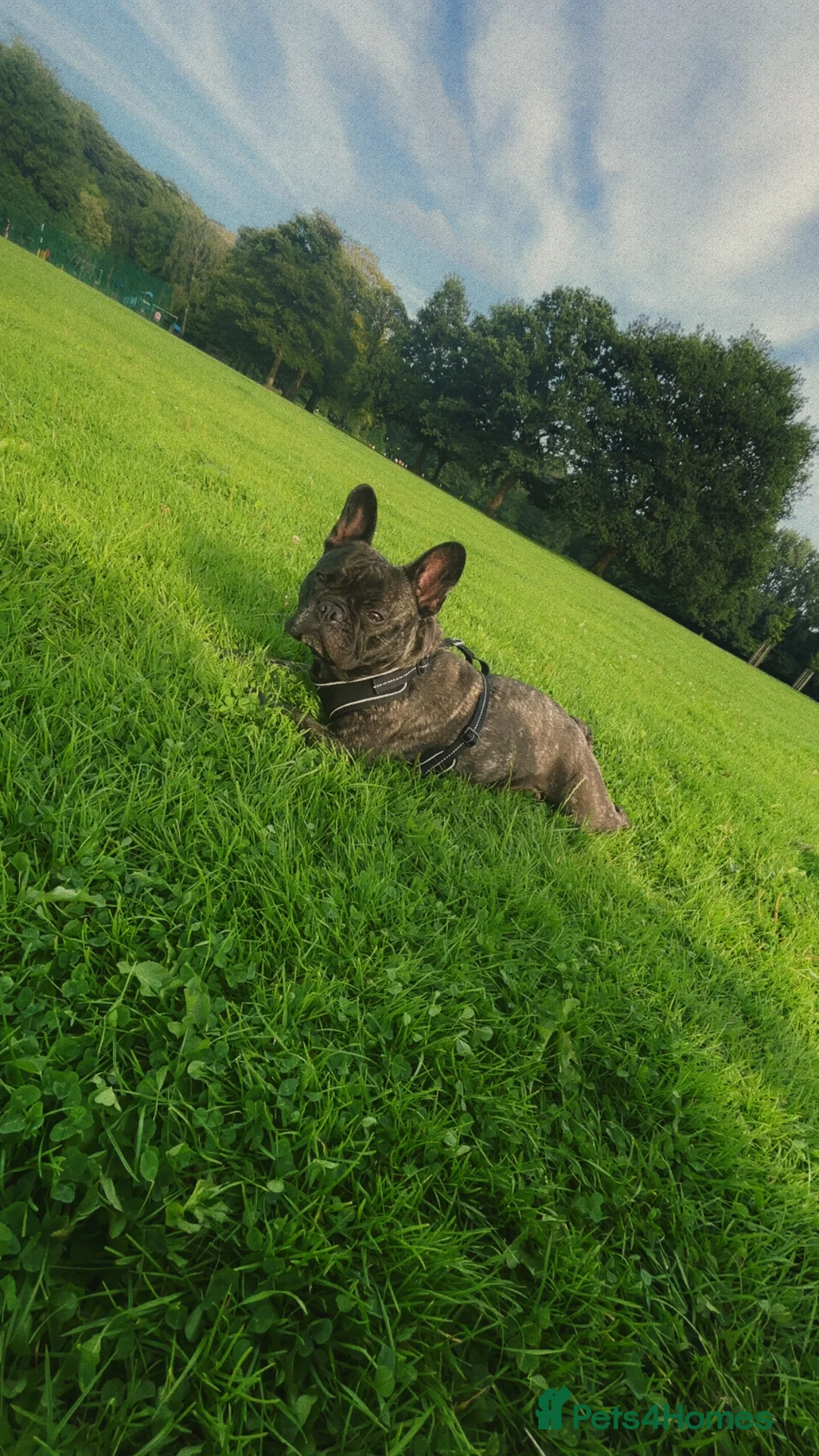 French Bulldog dogs for sale: Olive the 3 year old frenchie!  - Advert 6
