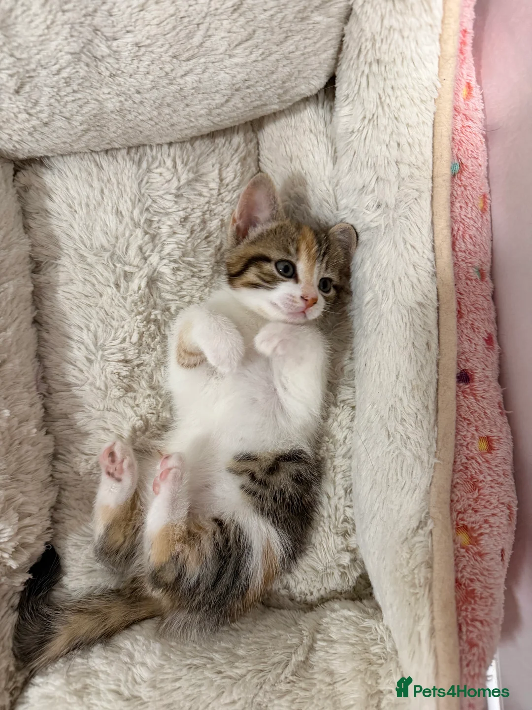 Mixed Breed cats for sale: Female kitten available  - Advert 11