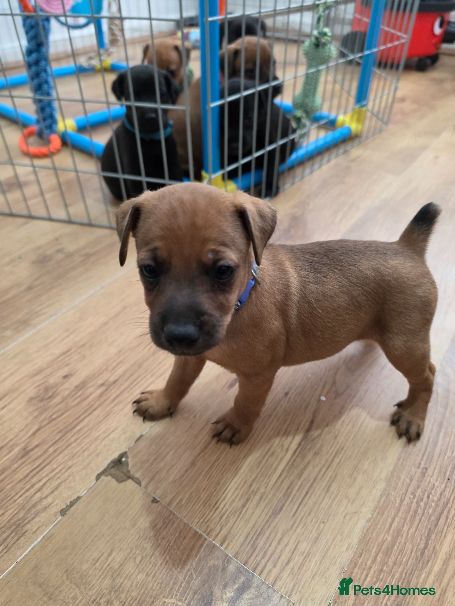 Patterdale Terrier Puppy 1