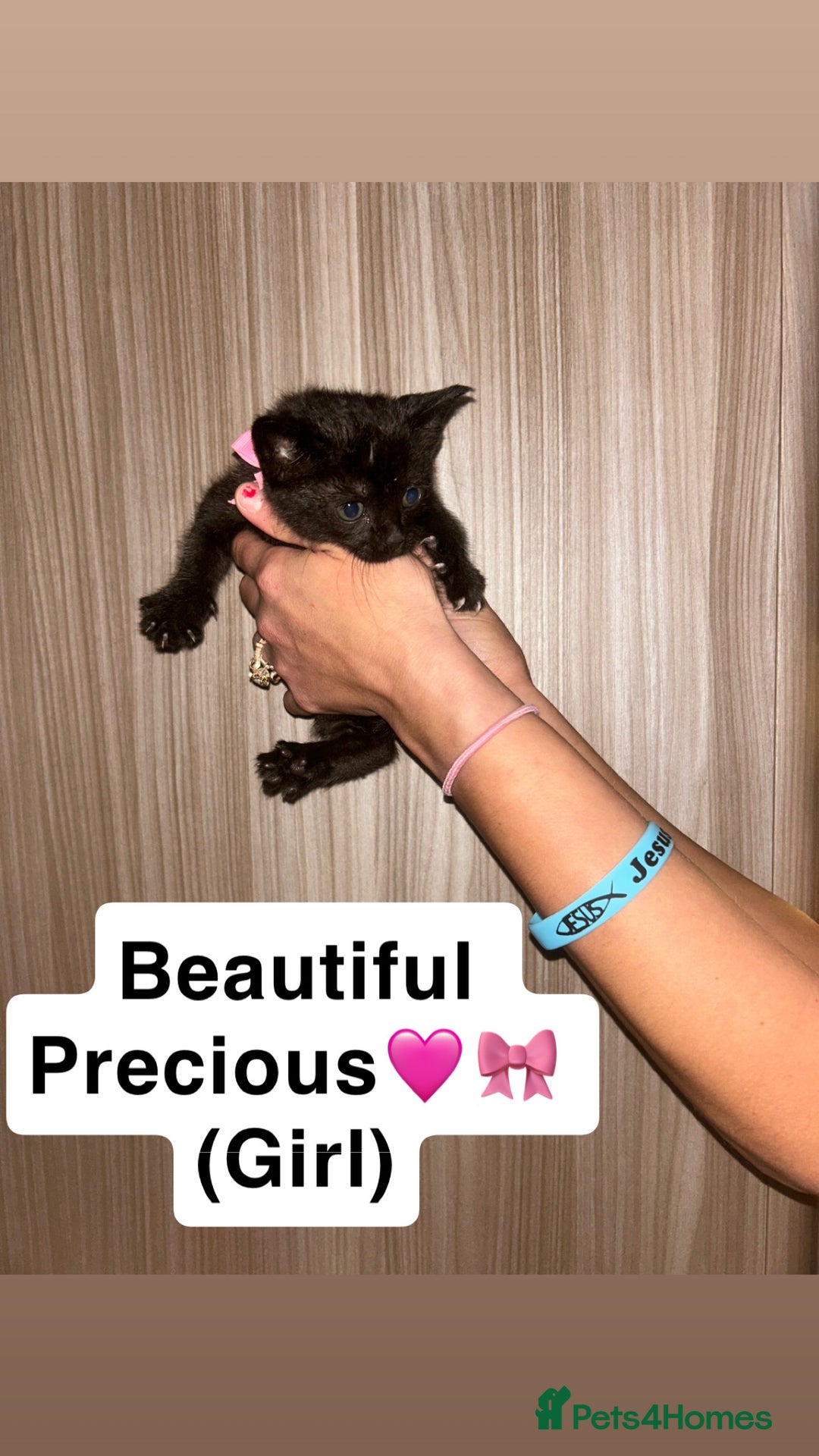 Mixed Breed cats for sale: Beautiful little kittens looking for new 🏡 - Image 1