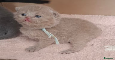 British Shorthair cats in Swadlincote - Advert 14