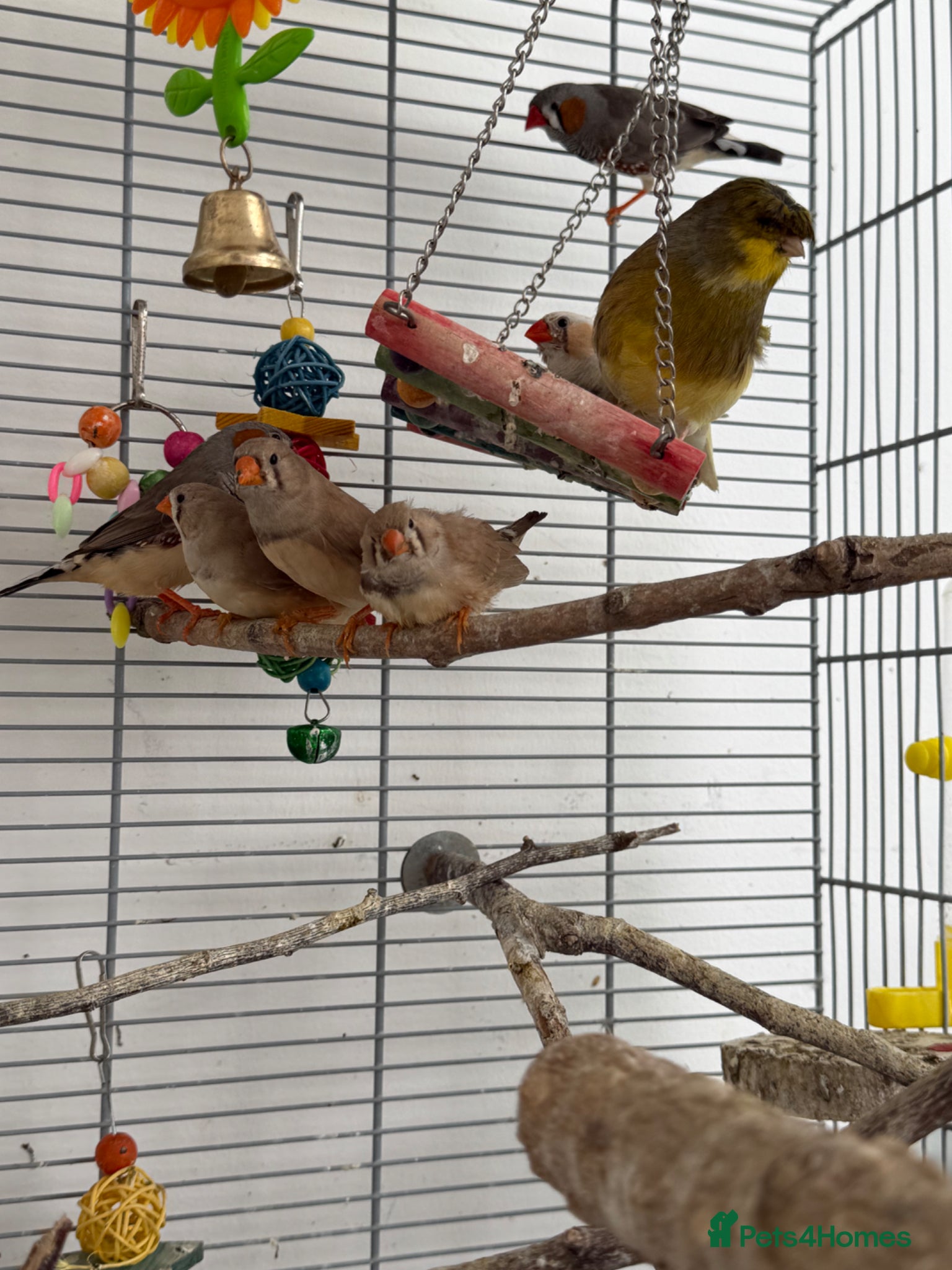 Finches birds Zebra finches - Pocket of joy  - Advert 8