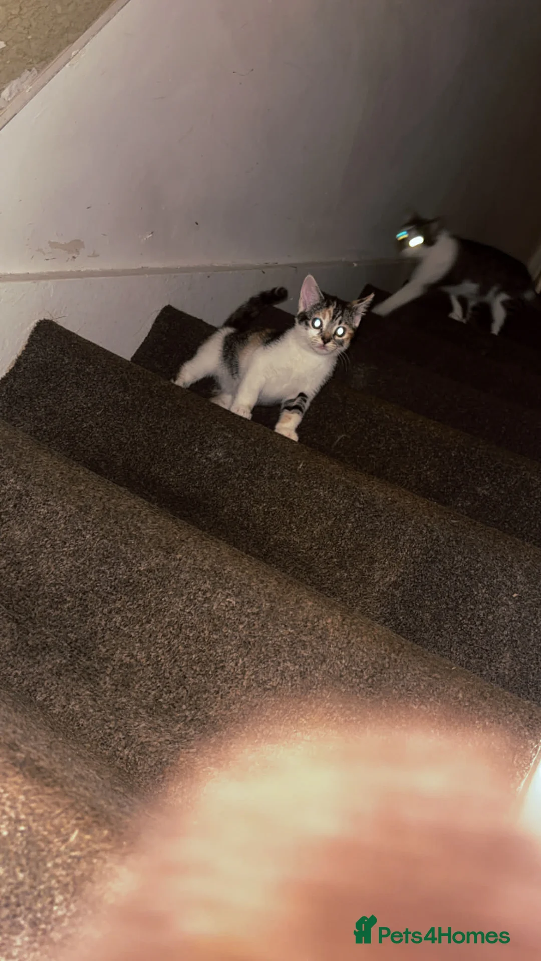 Mixed Breed cats for sale: 2 gorgeous calico female kittens for sale  - Advert 7