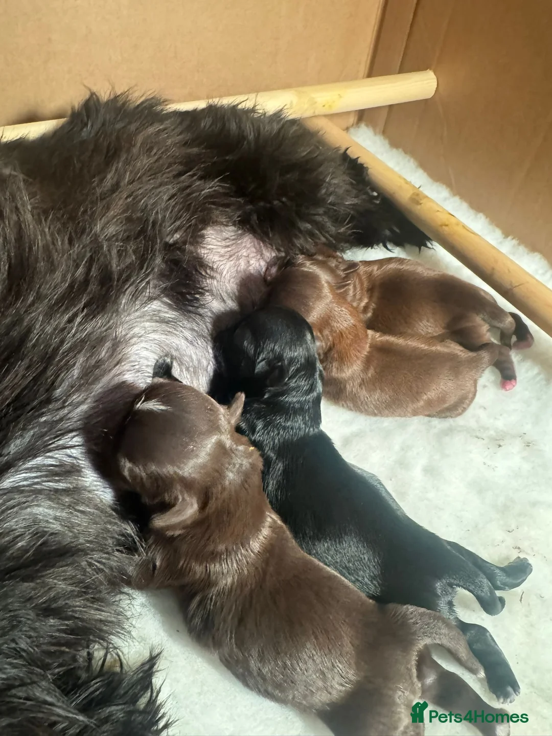 Shih Tzu dogs for sale: 🍫 KC CHOC IMPERIAL SHIH TZU PUPPIES 🍫 - Advert 2