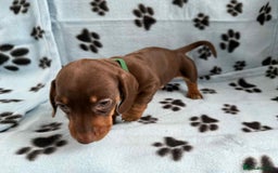 Miniature Dachshund dogs for sale: ADORABLE MINIATURE DACHSHUND PUPPIES FOR SALE  - Image 7
