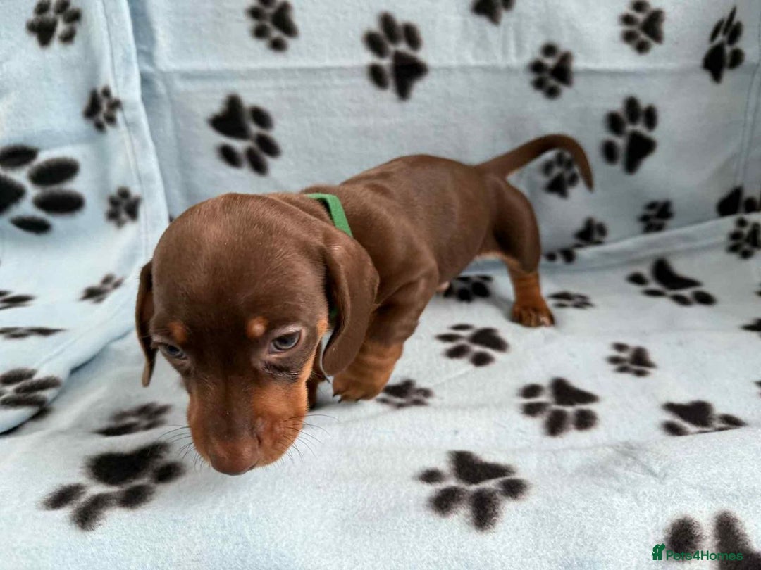 Miniature Dachshund dogs for sale: ADORABLE MINIATURE DACHSHUND PUPPIES FOR SALE  - Image 7