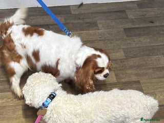 Poochon dogs Stud wanted for Poodle - Advert 10