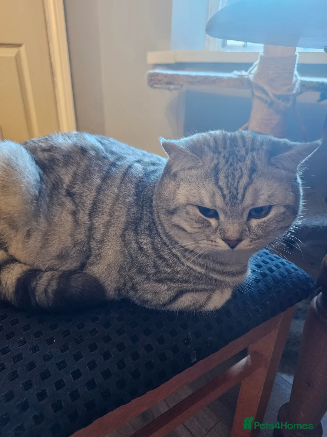 British Shorthair cats for stud: Beautiful Pure tabby bsh male "stud only" - Advert 2