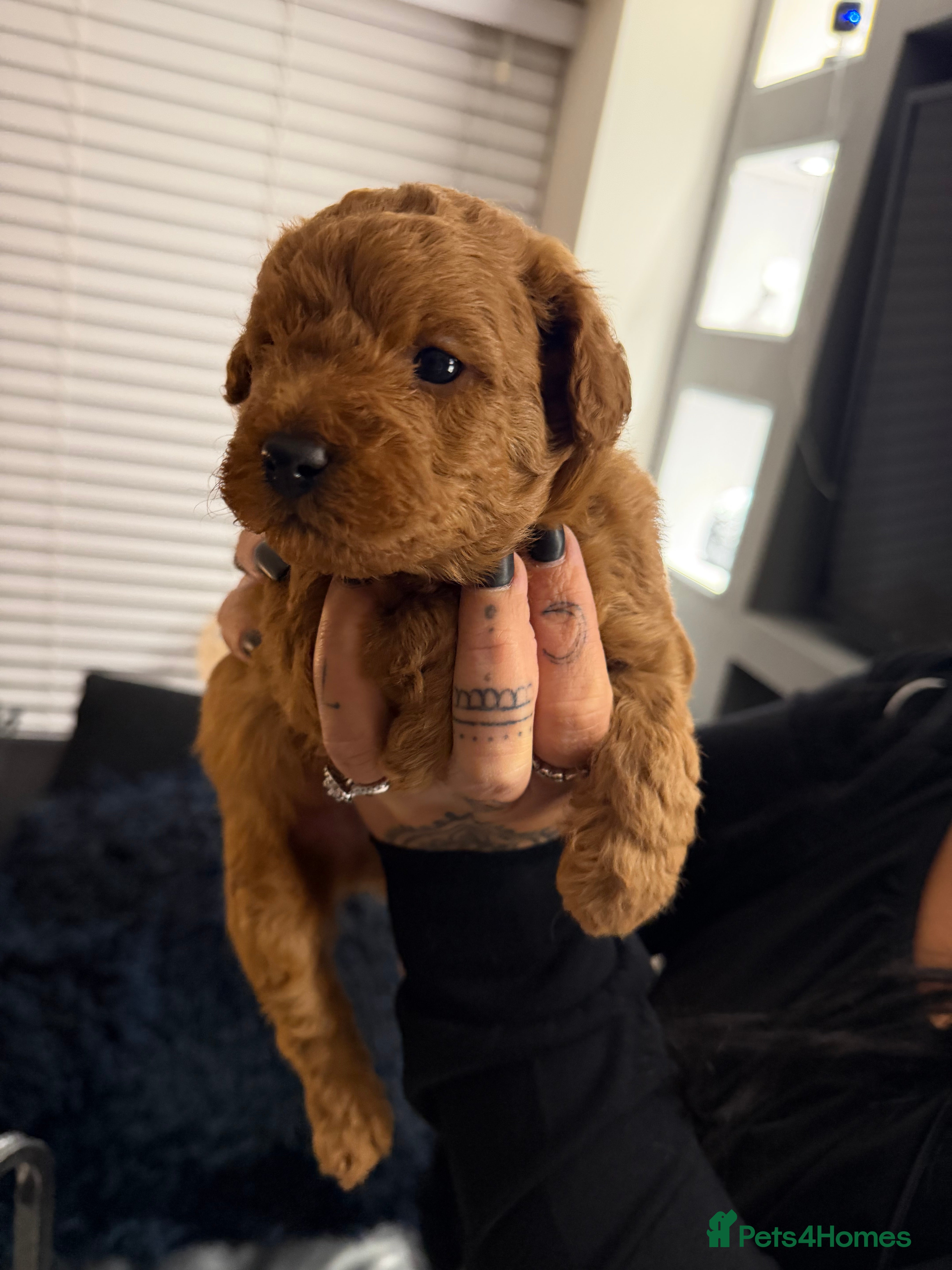 Labradoodle dogs for sale: ** 5 Beautiful Labradoodles Ready 29th November ** - Advert 2
