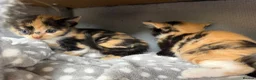 Domestic Shorthair cats for sale: Kittens for sale (including ginger females!) - Advert 10