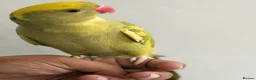 Ringnecks birds for sale: Green Ringneck Pied in Hounslow - Advert 4