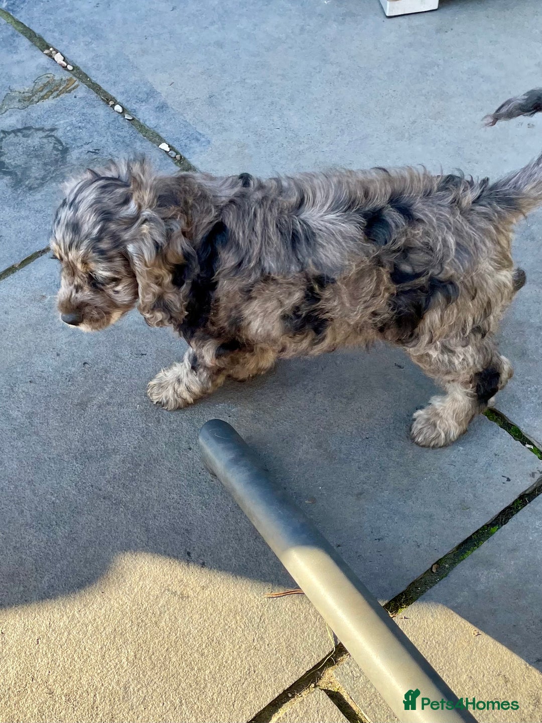 Cockapoo dogs for sale: Marble /tan cockerpoo - Image 10