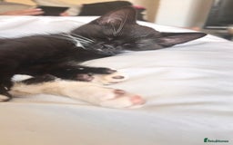 Mixed Breed cats for sale: Delightful mix-breed Siamese-black calico-kittens - Image 9