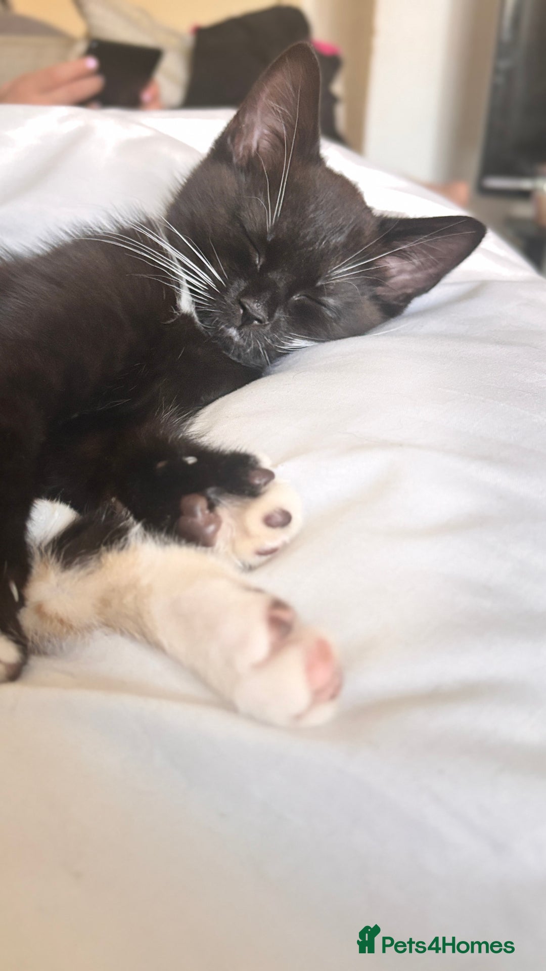 Mixed Breed cats for sale: Delightful mix-breed Siamese-black calico-kittens - Image 9