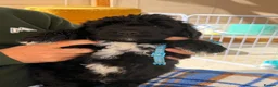 Bernedoodle dogs for sale: Stunning bernedoodle pups puppies  - Advert 12
