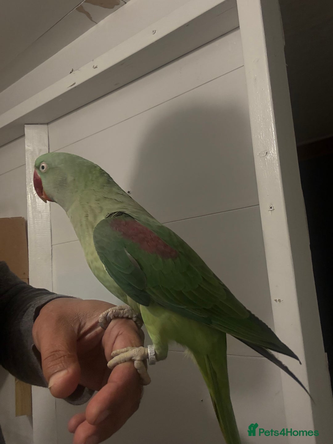 Parrots birds for sale: Alexandrian parrots (pair) for sale   - Advert 5