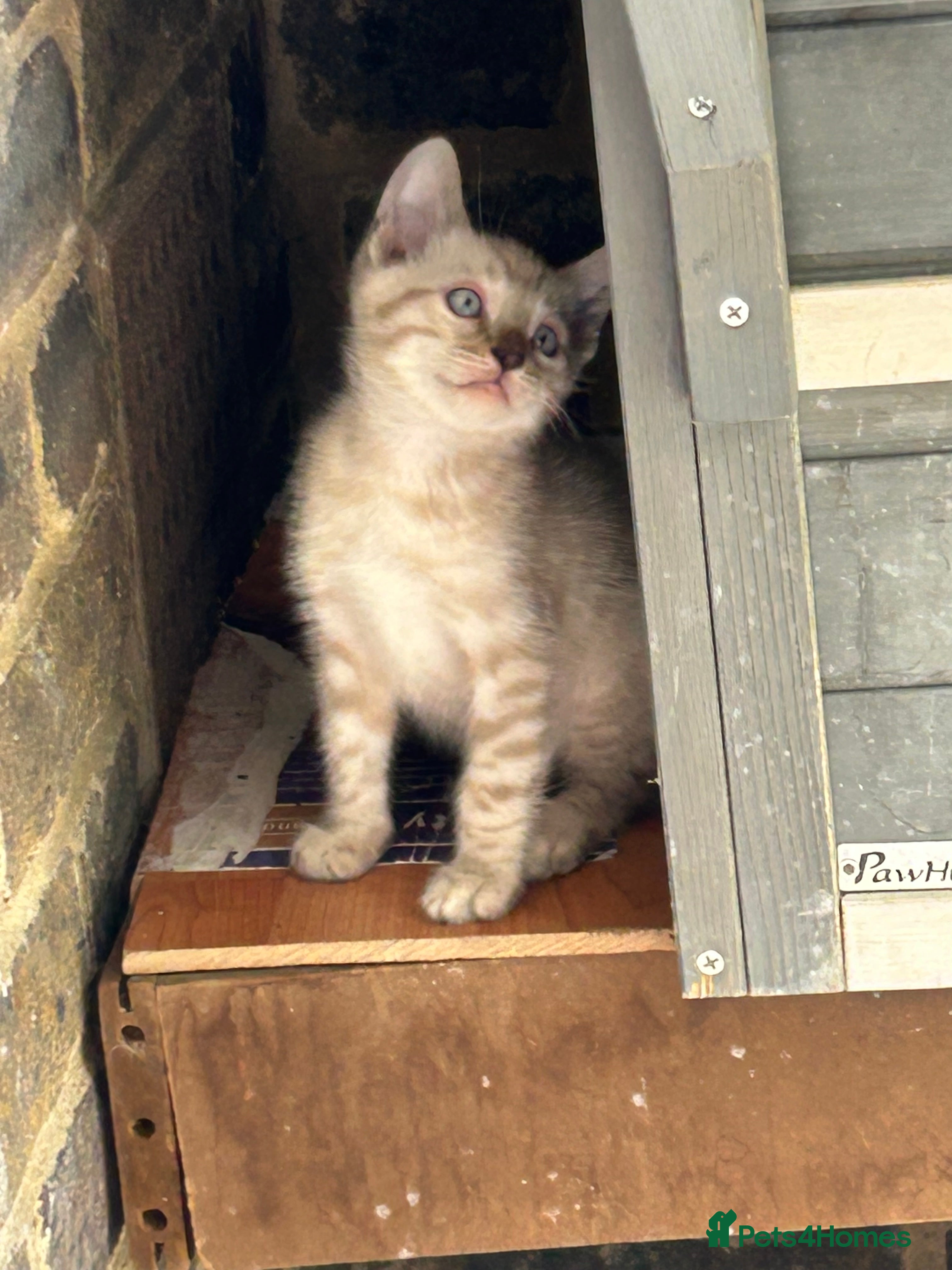 Bengal cats Pure Bengal  - Advert 18