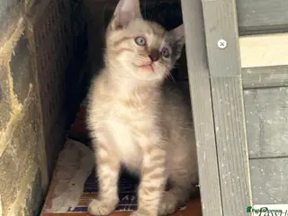 Bengal cats Pure Bengal - Advert 18