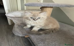 Ragdoll cats for sale: Ragdoll kitten  - Image 1