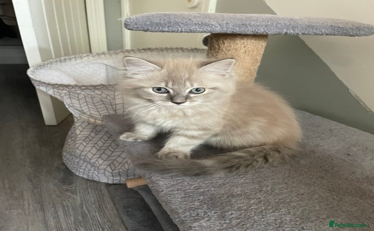 Ragdoll cats - Advert 14
