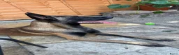 Belgian Shepherd Dog dogs for stud: Belgian Malinois Stud – Healthy 2 Year Old Male in Enfield - Advert 4