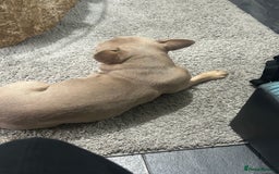 French Bulldog dogs for sale: My sweet girl - Image 2
