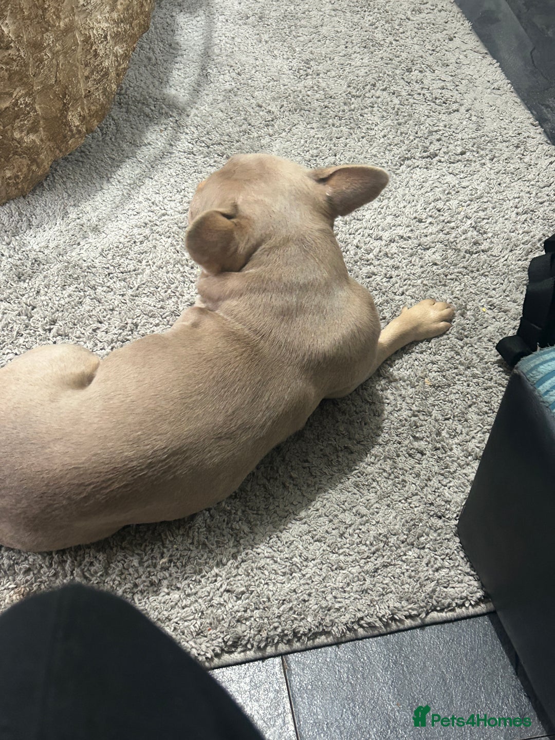 French Bulldog dogs for sale: My sweet girl - Image 2