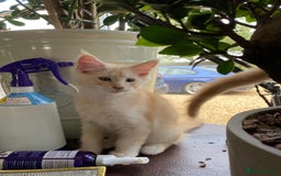 Maine Coon cats for sale: Home raised stunning Mainecoon boys. - Image 18