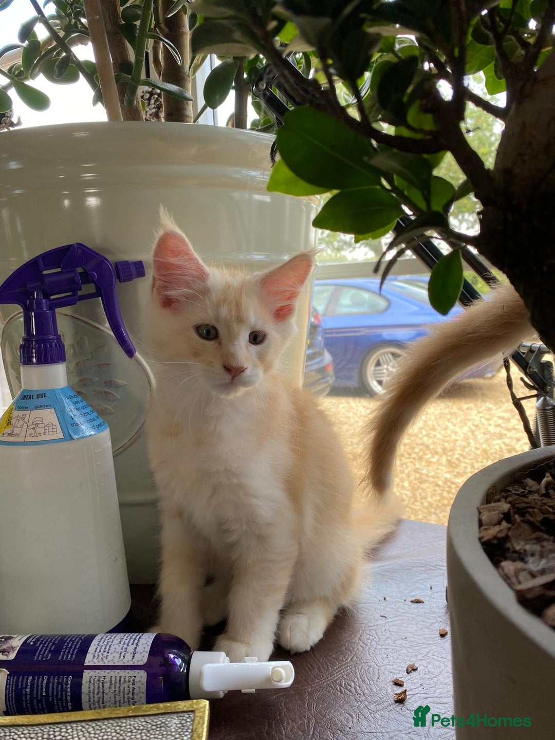 Maine Coon cats for sale: Home raised stunning Mainecoon boys. - Image 18