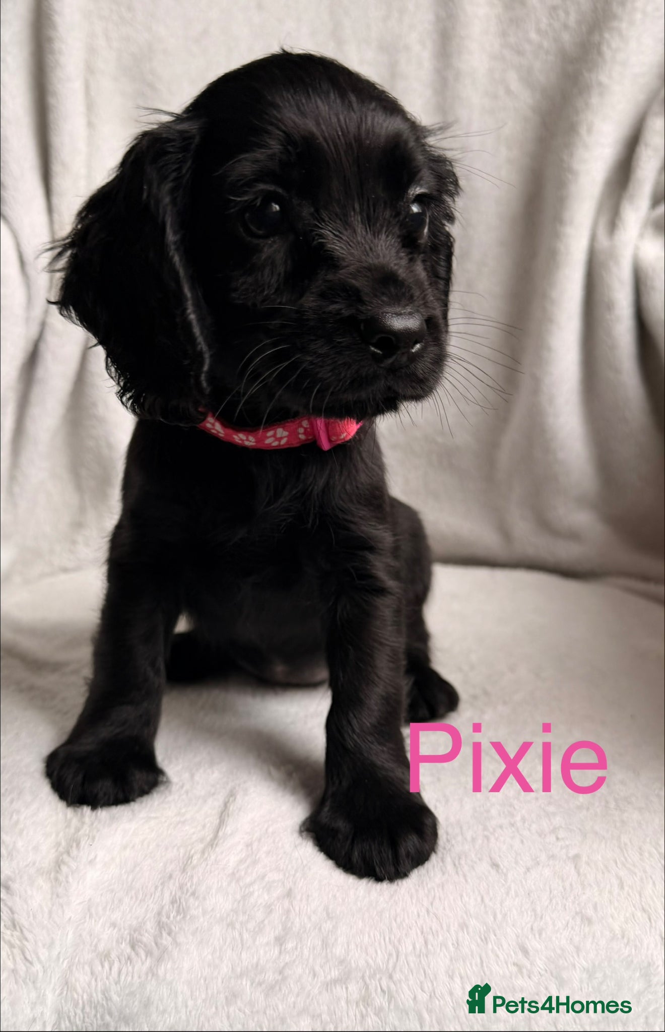 Cocker Spaniel dogs Working cocker spaniels  - Advert 2