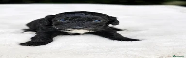Cockapoo 4