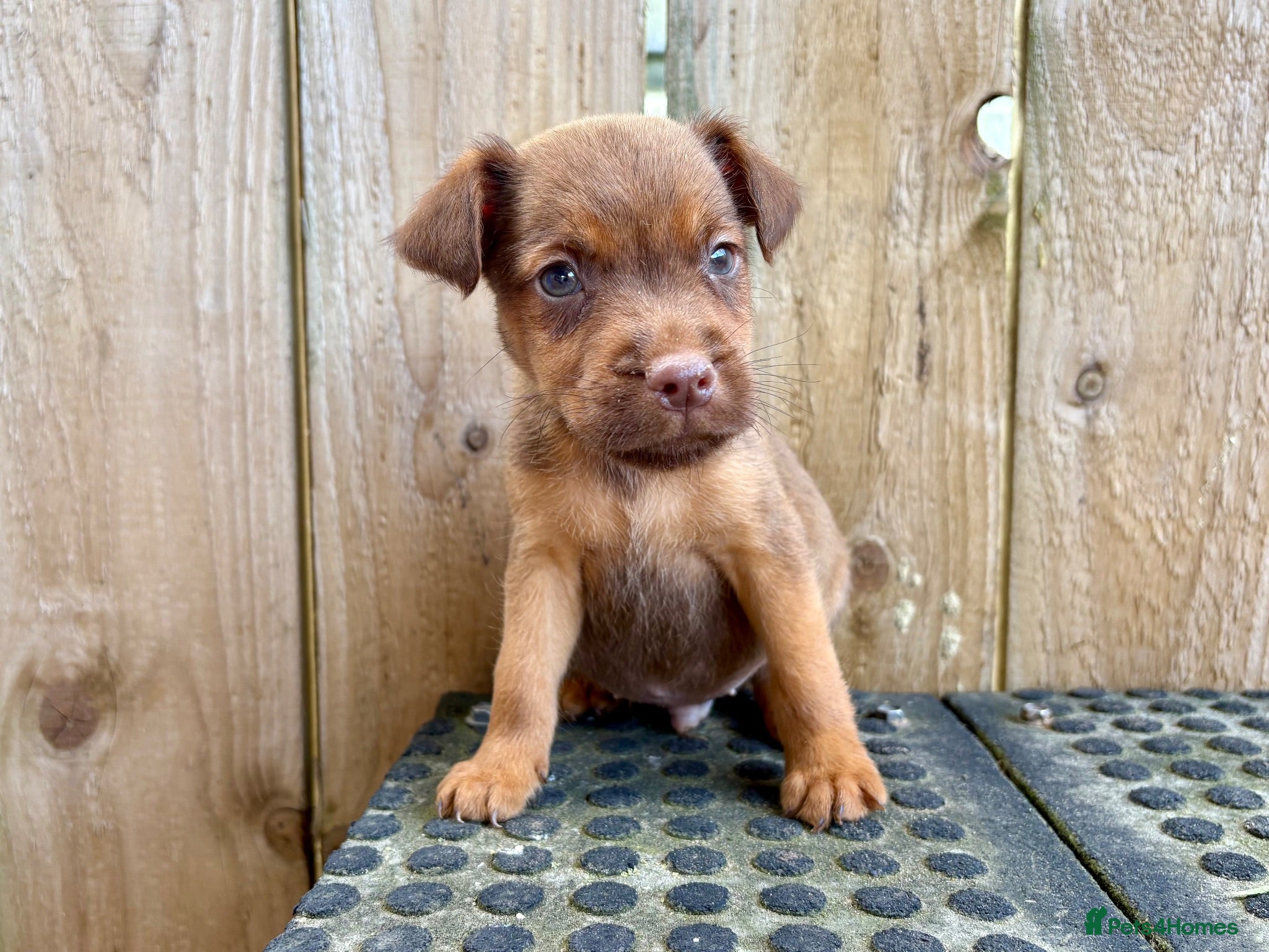 Patterdale Terrier dogs Quality Patterdale Pups Available  - Advert 1