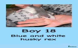 Rat rodents for sale: Beautiful baby rats looking for forever homes! - Advert 33