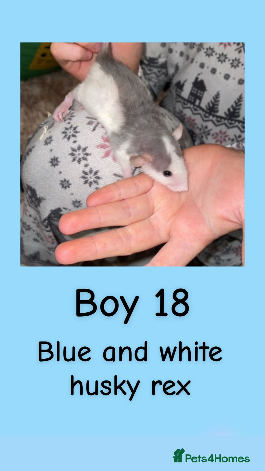 Rat rodents for sale: Beautiful baby rats looking for forever homes! - Advert 33