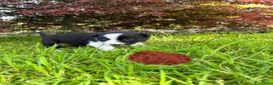 Border Collie Puppy 9