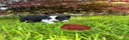 Border Collie dogs for sale: Adorable Border Collie puppies  - Advert 3