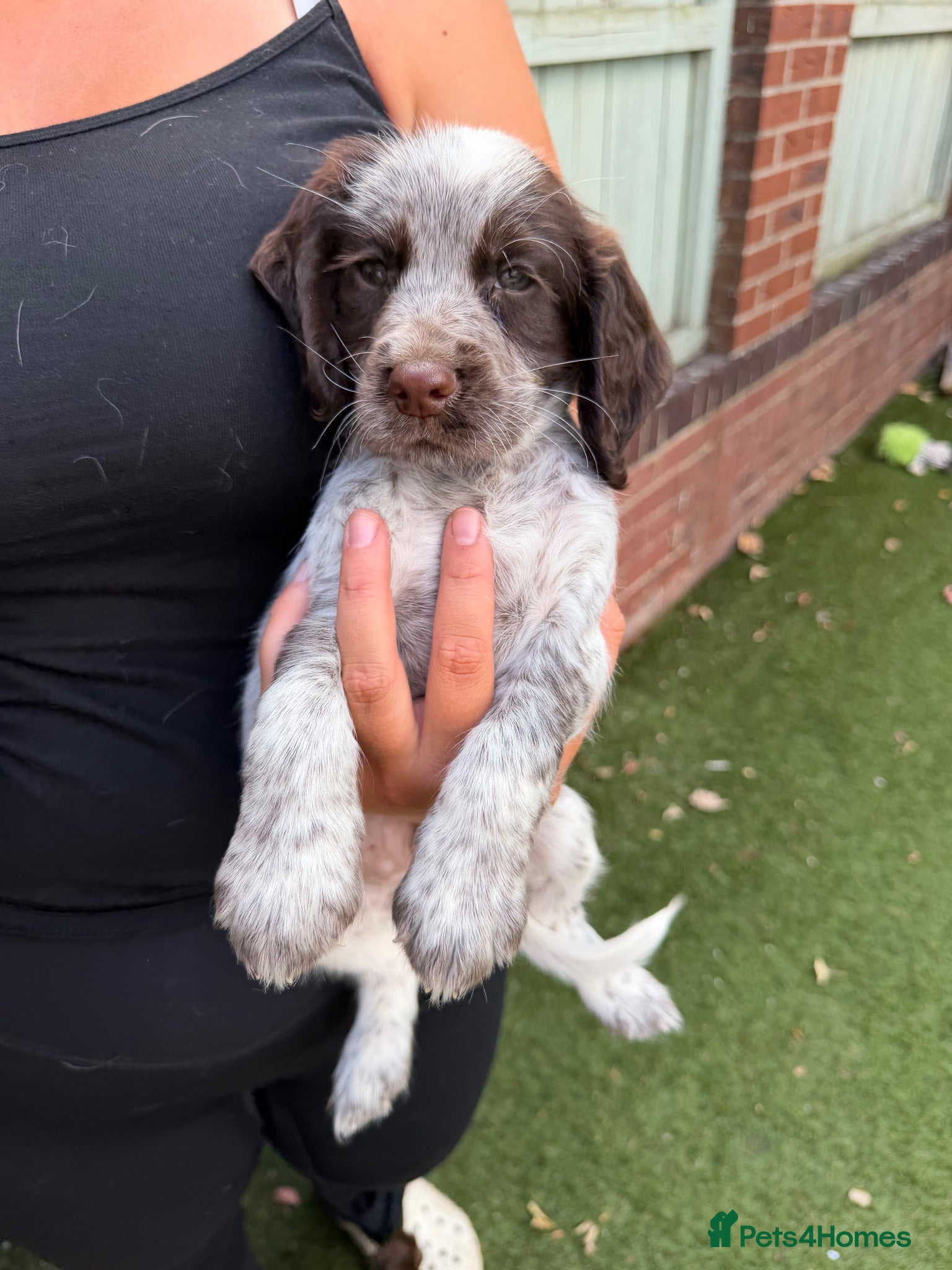Sprocker dogs *Only 2 boys left* 8 Beautiful Sprocker Puppies - Advert 2